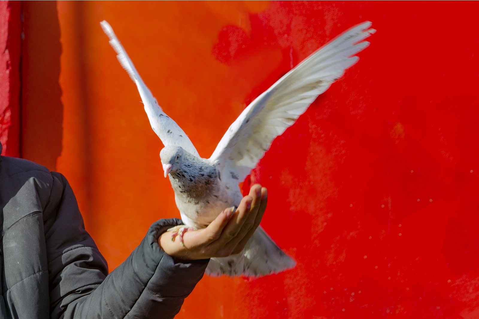 In the bird market fluttering dove on hand. Domestic pigeons.